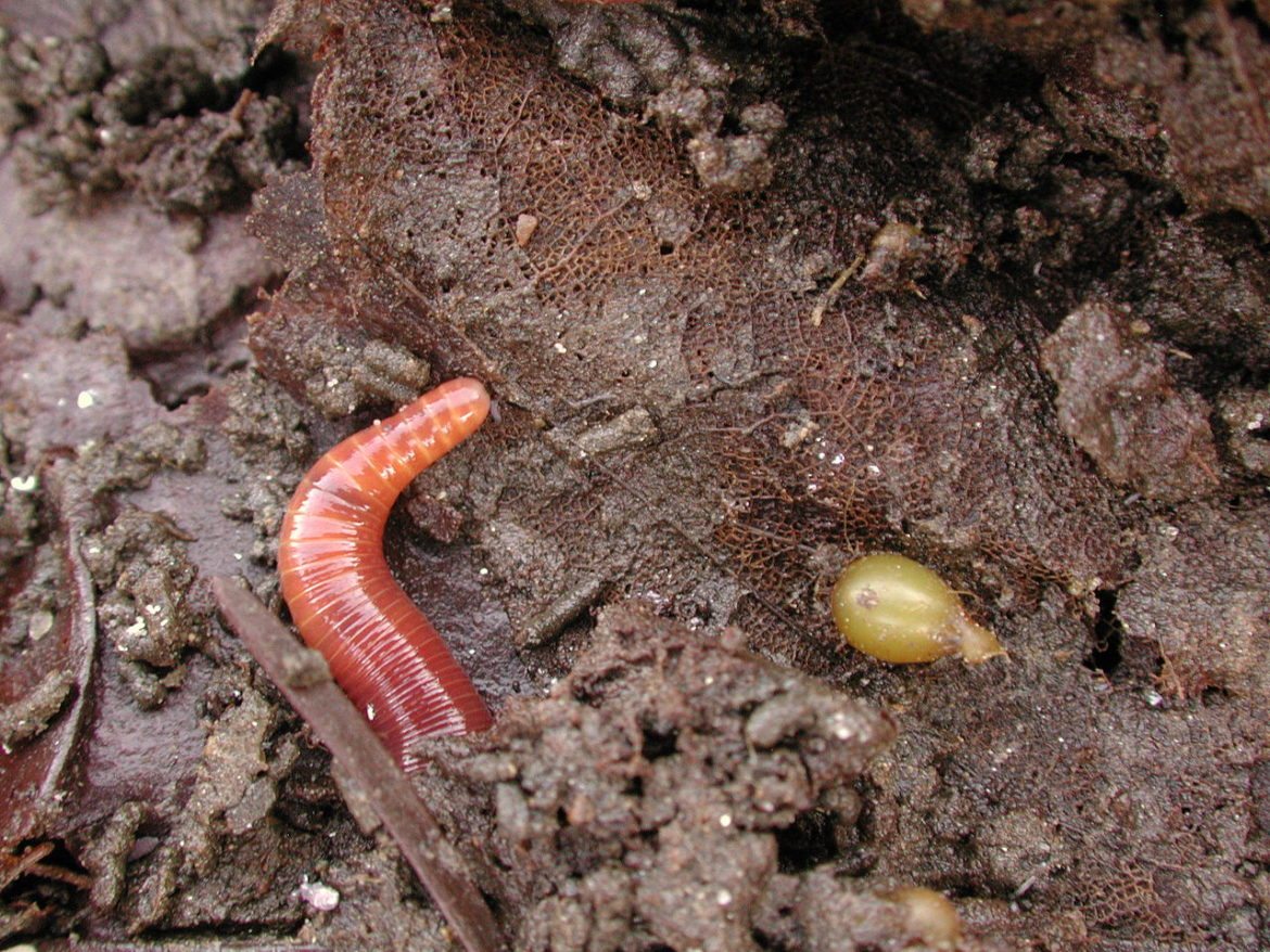 Earthworm Reproduction – Worm Composting Headquarters