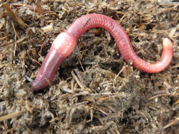 Earthworm Reproduction – Worm Composting Headquarters