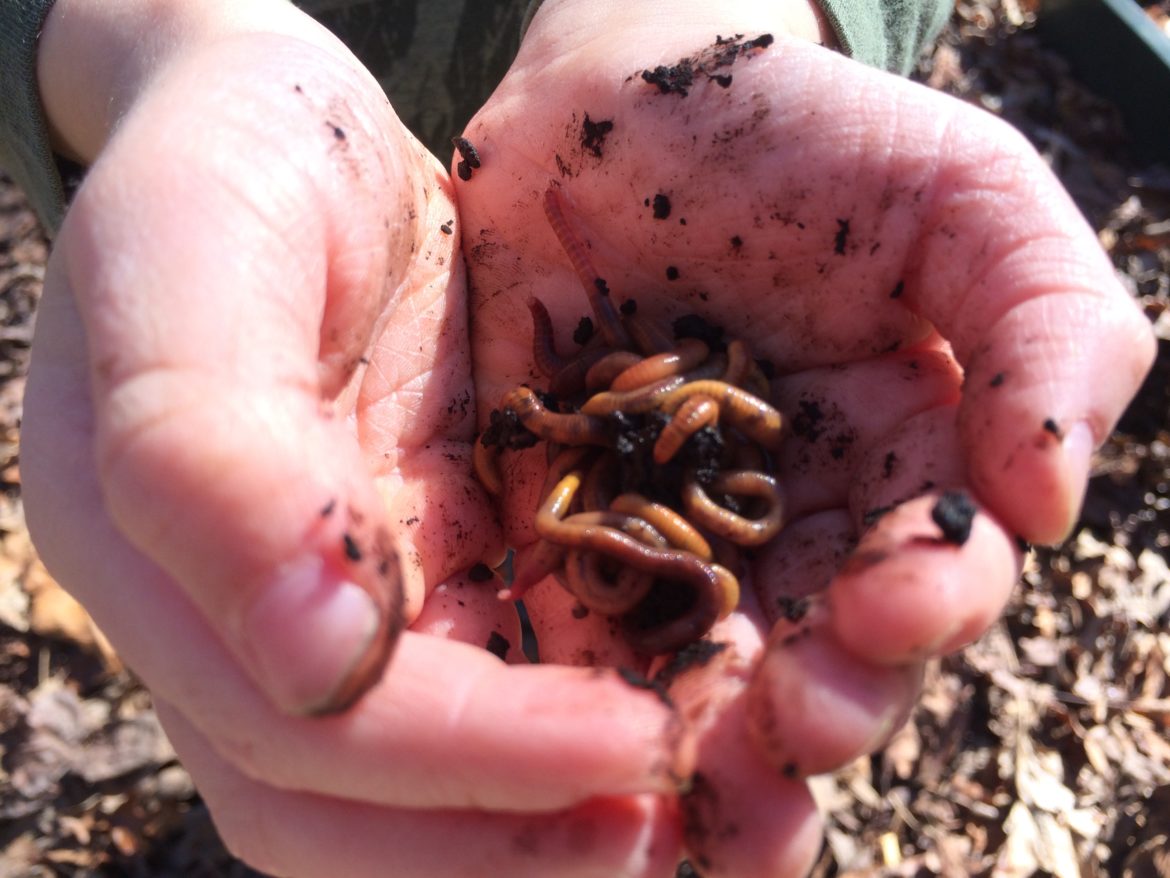 Raising Worms for Fishing – Worm Composting Headquarters
